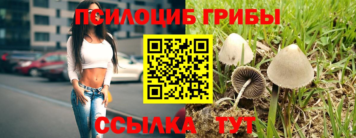 Галлюциногенные грибы Psilocybe  Спасск-Дальний 