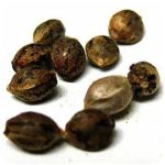 Семена марихуаны АК-47  (Seeds AK-47) в Спасске-Дальнем
